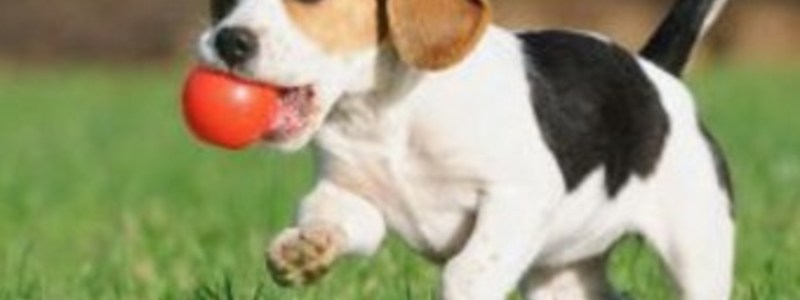 que aninmal sos