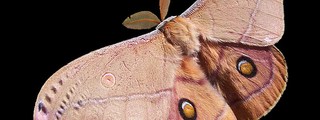 cuanto sabes de la mariposa nocturna