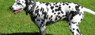 que animal eres