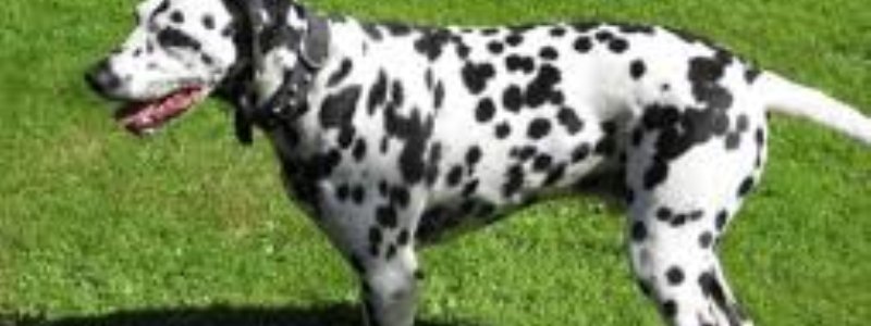 que animal eres