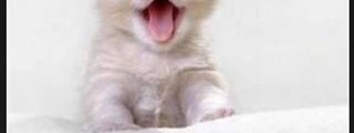 Que gato eres 