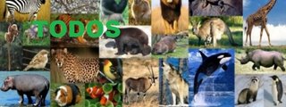 cual es tu felino interior?