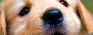 que animal eres?