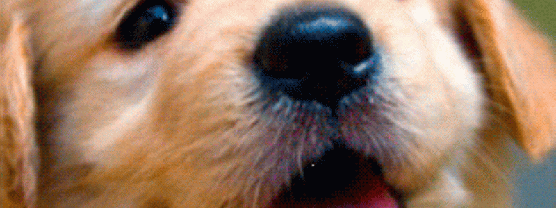 que animal eres?