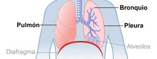EL APARATO RESPIRATORIO