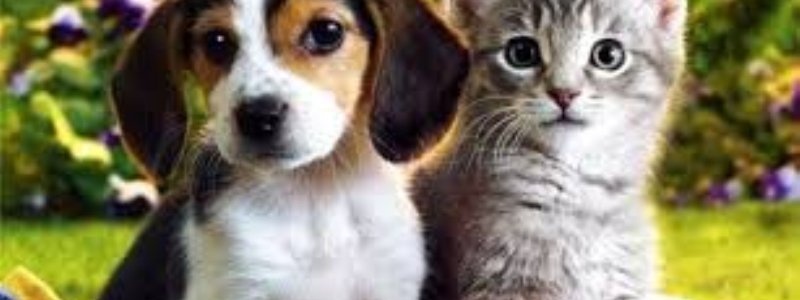 que animal eres?