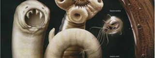 Parasitología (Nematodos y acantocéfalos)