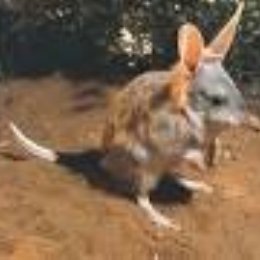 Crash Bandicoot es un marsupial, entonces &iquest;qu&eacute; animal marsupial es Crash? - &iquest;Cu&aacute;nto sabes de Crash Bandicoot?