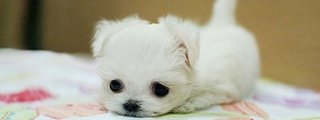 Cuanto sabes de perritos???