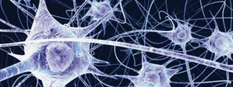 Neuronas