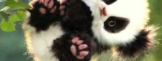 ¿Cuanto sabes de los pandas?