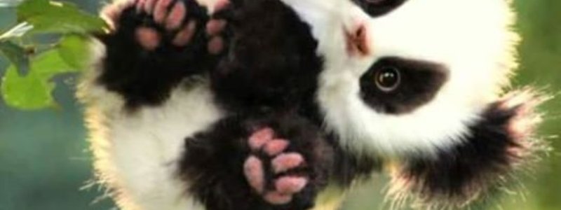 ¿Cuanto sabes de los pandas?