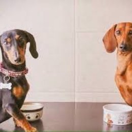 &iquest;Como se llama sus perritas? - Cuanto sabes de los polinesios