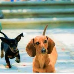 &iquest;Como se llaman sus dos perrit@s? - Cuanto conoces a los polinesios