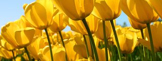 cuanto conoces las flores