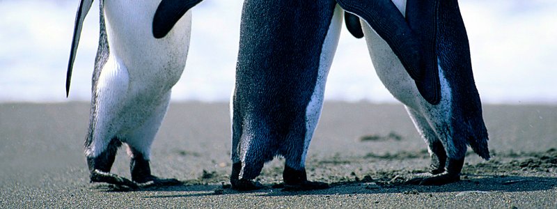 eres bobo? miralo aqui!!!