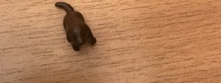 Test que perro eres