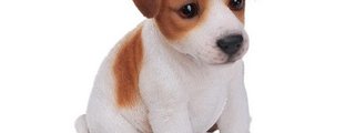 que perro eres