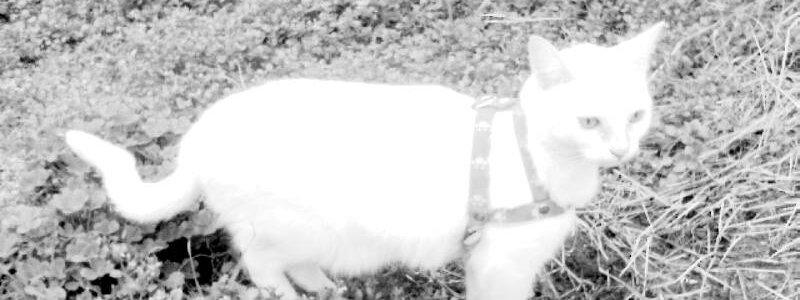 ¿Que Raza De Gatos Eres?