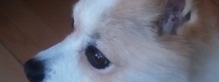 prueba para ver si mereces un perro
