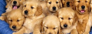 cuanto sabes de los perros