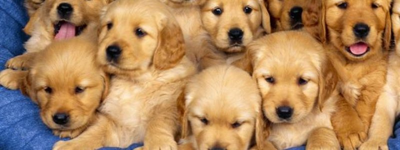 cuanto sabes de los perros
