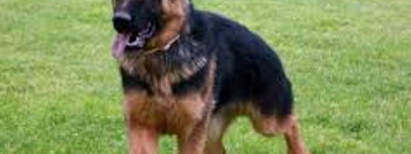 que perro eres