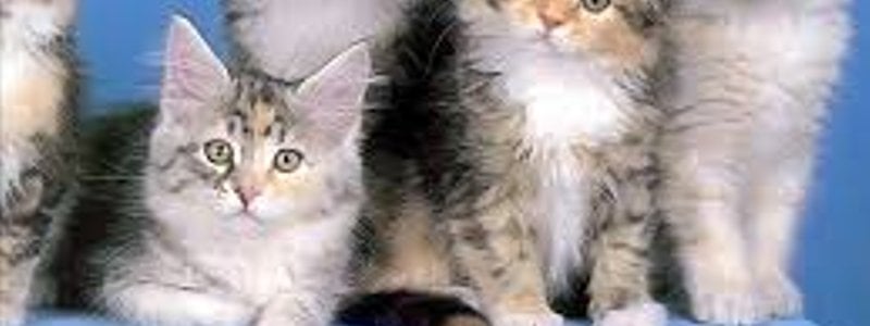 que tipo de gato eres