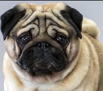 Resultado de &iquest;A qu&eacute; perro te pareces seg&uacute;n tu personalidad?