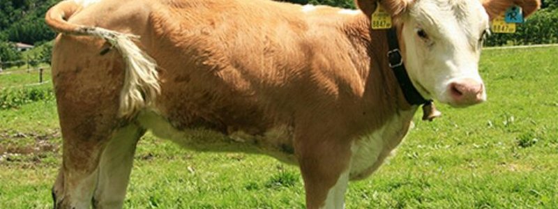 COMO DE BUENA SHIPPER DE BTS ERES?