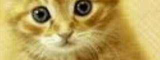 Cuanto sabes de gatos 