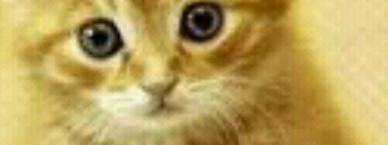 Cuanto sabes de gatos 