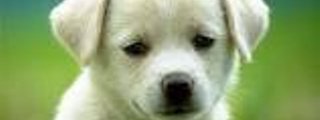 que perro eres?