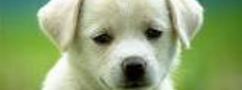 que perro eres?