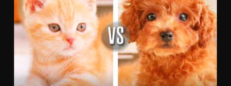 Eres gato o eres perro