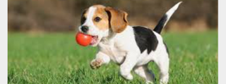 Cuánto sabes de los Beagles 