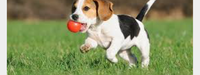Cuánto sabes de los Beagles 