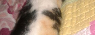 que sabes de tu mascota