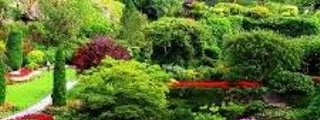 LAS PLANTAS