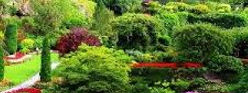 LAS PLANTAS