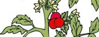 La planta.