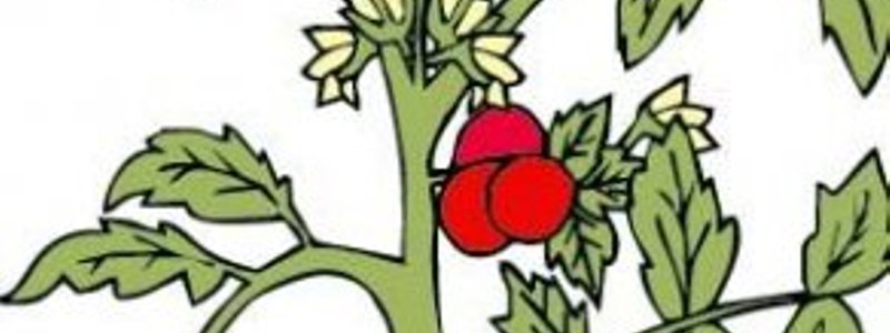 La planta.