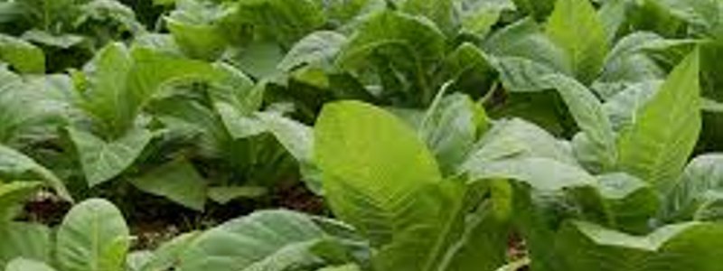 las plantas