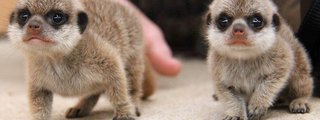 Cuanto sabes de animales?  
