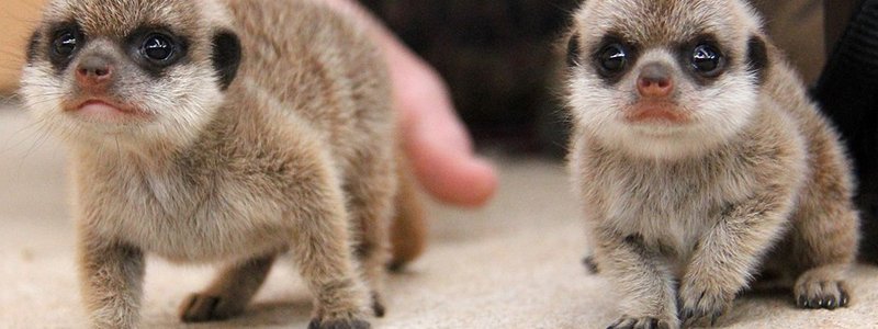 Cuanto sabes de animales?  