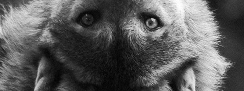Qué tanto sabes de la serie Teen Wolf