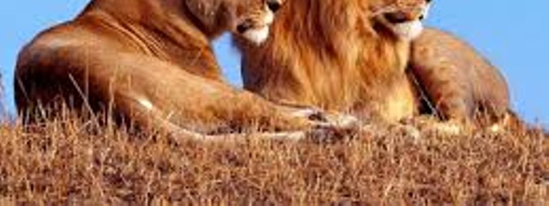 cuanto sabes de los animales