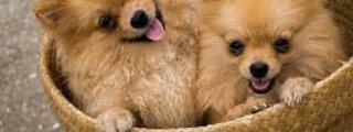 cuanto sabes sobre los perros