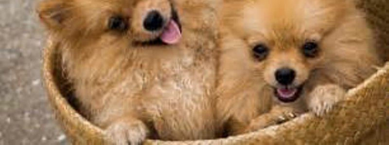 cuanto sabes sobre los perros