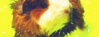 que mascota eres